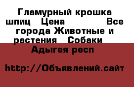 Гламурный крошка шпиц › Цена ­ 30 000 - Все города Животные и растения » Собаки   . Адыгея респ.